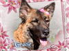Gracie the Shepherd