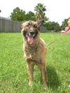 Gracie the Shepherd