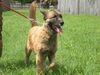 Gracie the Shepherd