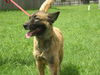 Gracie the Shepherd
