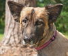 Gracie the Shepherd