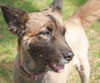 Gracie the Shepherd