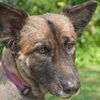 Gracie the Shepherd