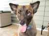 Gracie the Shepherd