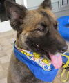 Gracie the Shepherd