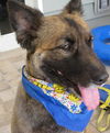 Gracie the Shepherd