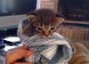 Cookie Dough the Kitten