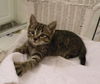 Cookie Dough the Kitten