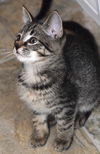 Cookie Dough the Kitten