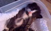 Jewels the Kitten