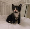 Jewels the Kitten