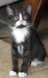 Jewels the Kitten