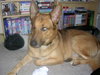 Ted the German Shepherd