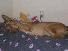 Ted the German Shepherd