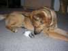 Ted the German Shepherd