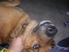 Ted the German Shepherd