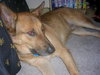 Ted the German Shepherd