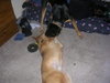 Ted the German Shepherd