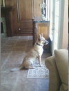 Ted the German Shepherd