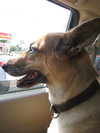 Ted the German Shepherd