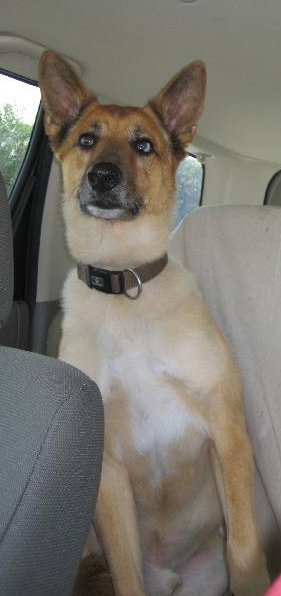 Ted the German Shepherd