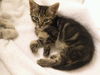 Miss Lilly the Kitten