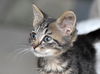 Miss Lilly the Kitten