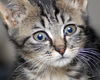 Miss Lilly the Kitten