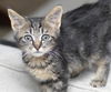 Miss Lilly the Kitten