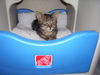 Miss Lilly the Kitten