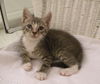 Jerry the Kitten