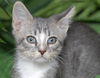 Jerry the Kitten