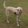 Phil the Irish Wolfhound/Lab Mix