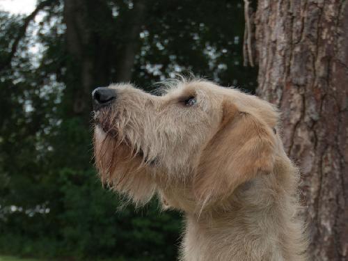 Irish hot sale wolfhound lab