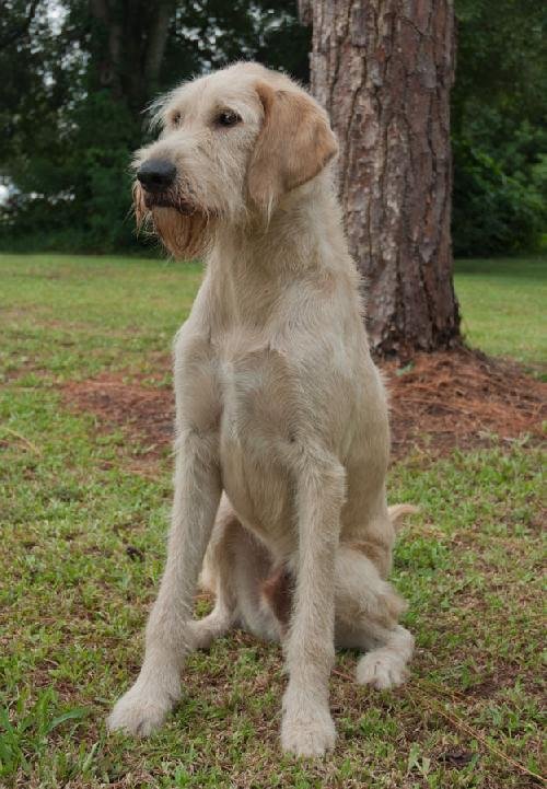 Rejsebureau Tage en risiko tilbage Phil the Irish Wolfhound/Lab Mix's Web Page
