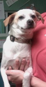 Twinkle the Jack Russell Mix