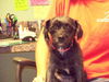 Gizmo the Schnauzer/Terrier Mix