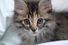 Marilyn Monroe the Kitten