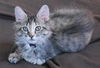 Marilyn Monroe the Kitten