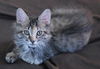 Marilyn Monroe the Kitten