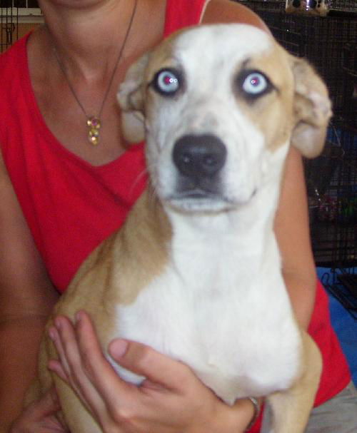Leila