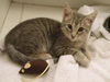 Curious George the curious kitten