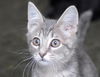 Curious George the curious kitten