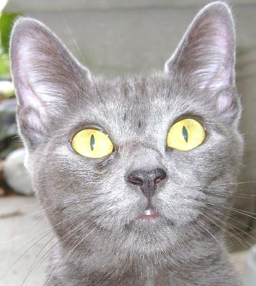 Taz the Kitten
