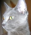 Taz the Kitten
