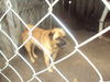 Groucho the Pug Mix