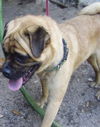 Groucho the Pug Mix