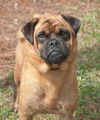 Groucho the Pug Mix