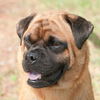 Groucho the Pug Mix