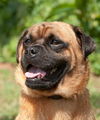 Groucho the Pug Mix